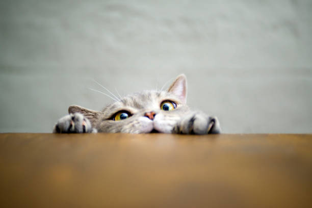 Big-eyed naughty obese cat showing paws on wooden table Obese Cat Series claw photos stock pictures, royalty-free photos & images