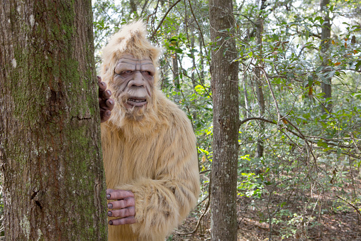 Bigfoot Sasquatch  Stock Photo Download Image Now iStock  Bigfoot Sasquatch  Stock Photo Download Image Now iStock