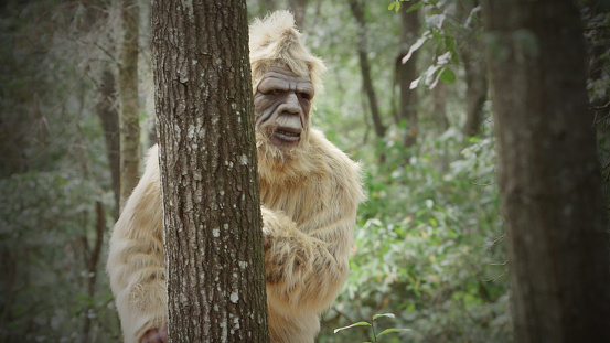 Bigfoot Sasquatch  Stock Photo Download Image Now iStock  Bigfoot Sasquatch  Stock Photo Download Image Now iStock