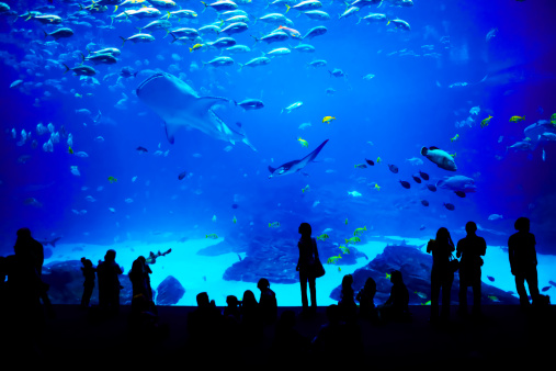 People looking at fishes in biggest aquarium in the world. Atlanta, Georgia.