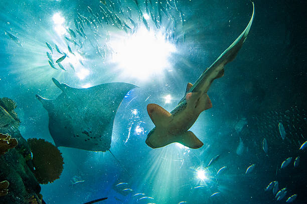 Biggest aquarium in the world stock photo