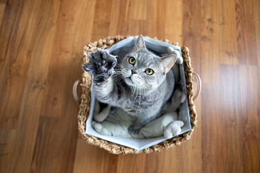 British shorthair cat. Big-headed obese cat looking up in wicker basket