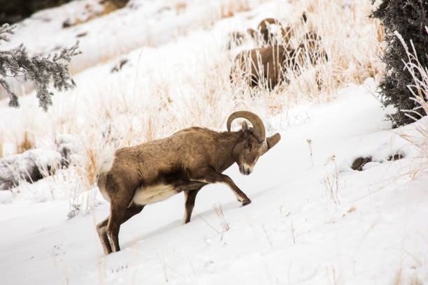 Bighorn digs for food, Yellowstone stock photo