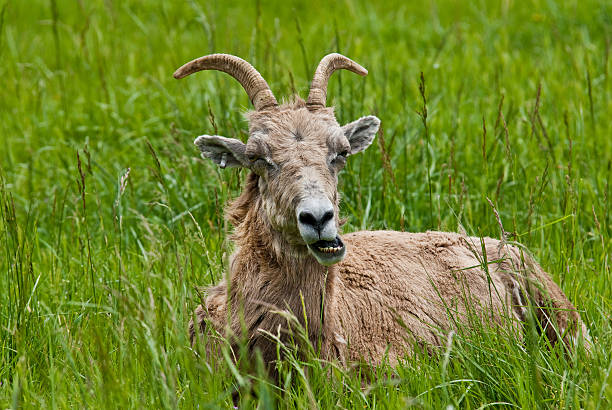 Bighorn Ewe Bedded Down in the Grass The Bighorn Sheep (Ovis canadensis) is a North American sheep named for its large curled horns. An adult ram can weigh up to 300 lb and the horns alone can weigh up to 30 lb. This bighorn ewe was photographed at the Northwest Trek Wildlife Preserve near Eatonville, Washington State, USA. jeff goulden bighorn sheep stock pictures, royalty-free photos & images