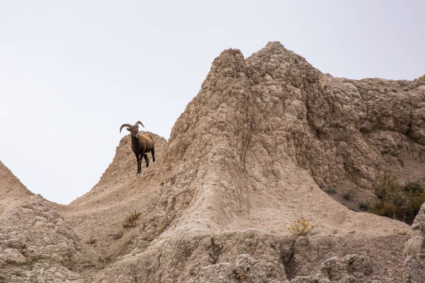 Bighorn in the Badlands stock photo