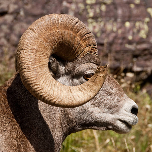 Bighorn Ram Close Up The Bighorn Sheep (Ovis canadensis) is a North American sheep named for its large curled horns. An adult ram can weigh up to 300 lb and the horns alone can weigh up to 30 lb. This big old ram with its broken-off horns was photographed on the Grinnell Glacier Trail in Glacier National Park, Montana, USA. jeff goulden bighorn sheep stock pictures, royalty-free photos & images