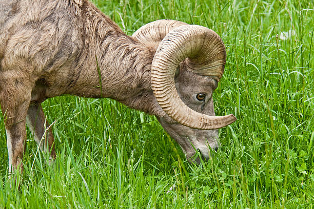Bighorn Ram Grazing The Bighorn Sheep (Ovis canadensis) is a North American sheep named for its large curled horns. An adult ram can weigh up to 300 lb and the horns alone can weigh up to 30 lb. This bighorn ram was photographed at the Northwest Trek Wildlife Preserve near Eatonville, Washington State, USA. jeff goulden bighorn sheep stock pictures, royalty-free photos & images