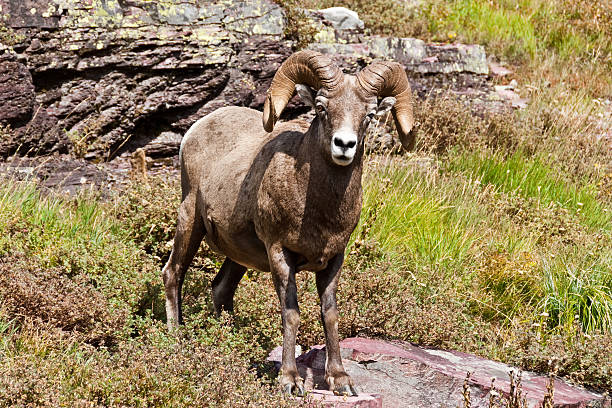 Bighorn Ram Looking at the Camera The Bighorn Sheep (Ovis canadensis) is a North American sheep named for its large curled horns. An adult ram can weigh up to 300 lb and the horns alone can weigh up to 30 lb. This big old ram with its broken-off horns was photographed on the Grinnell Glacier Trail in Glacier National Park, Montana, USA. jeff goulden bighorn sheep stock pictures, royalty-free photos & images