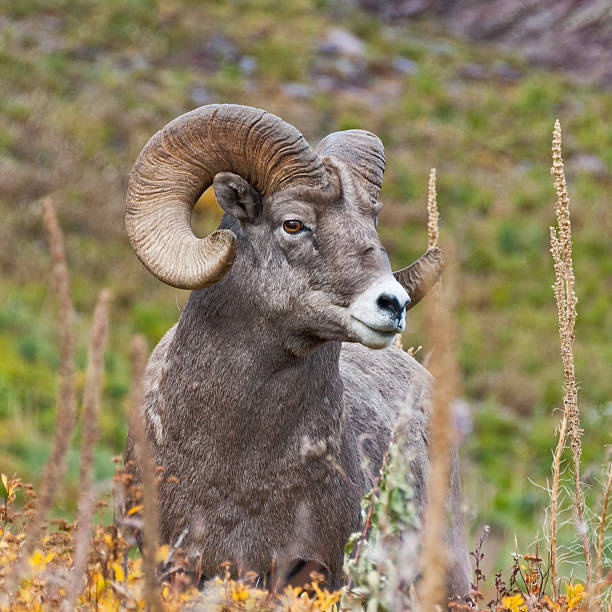 Bighorn Ram The Bighorn Sheep (Ovis canadensis) is a North American sheep named for its large curled horns. An adult ram can weigh up to 300 lb and the horns alone can weigh up to 30 lb. This big old ram with its broken-off horns was photographed on the Grinnell Glacier Trail in Glacier National Park, Montana, USA. jeff goulden bighorn sheep stock pictures, royalty-free photos & images