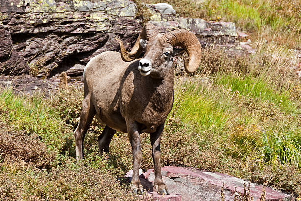 Bighorn Ram Standing in a Meadow The Bighorn Sheep (Ovis canadensis) is a North American sheep named for its large curled horns. An adult ram can weigh up to 300 lb and the horns alone can weigh up to 30 lb. This big old ram with its broken-off horns was photographed on the Grinnell Glacier Trail in Glacier National Park, Montana, USA. jeff goulden bighorn sheep stock pictures, royalty-free photos & images