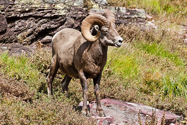 Bighorn Ram Standing in a Meadow The Bighorn Sheep (Ovis canadensis) is a North American sheep named for its large curled horns. An adult ram can weigh up to 300 lb and the horns alone can weigh up to 30 lb. This big old ram with its broken-off horns was photographed on the Grinnell Glacier Trail in Glacier National Park, Montana, USA. jeff goulden bighorn sheep stock pictures, royalty-free photos & images