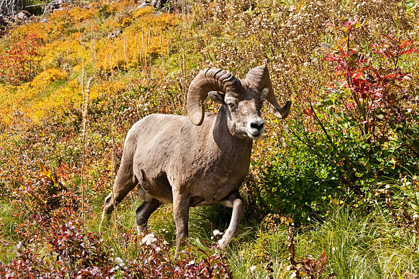 Bighorn Ram Walking in a Fall Colored Meadow The Bighorn Sheep (Ovis canadensis) is a North American sheep named for its large curled horns. An adult ram can weigh up to 300 lb and the horns alone can weigh up to 30 lb. This big old ram with its broken-off horns was photographed on the Grinnell Glacier Trail in Glacier National Park, Montana, USA. jeff goulden bighorn sheep stock pictures, royalty-free photos & images