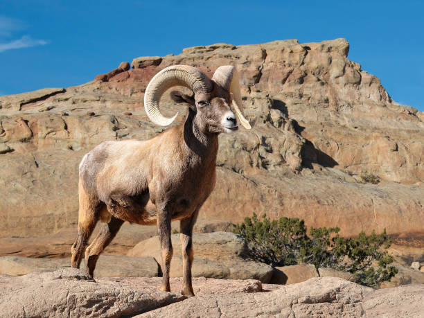 Bighorn sheep ram with large horns in the desert stock photo