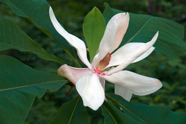 Bigleaf magnolia flower stock photo