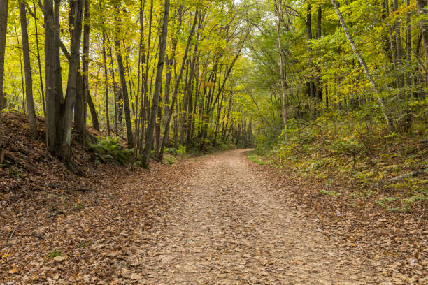 Bike & Hiking Trail In The Woods stock photo