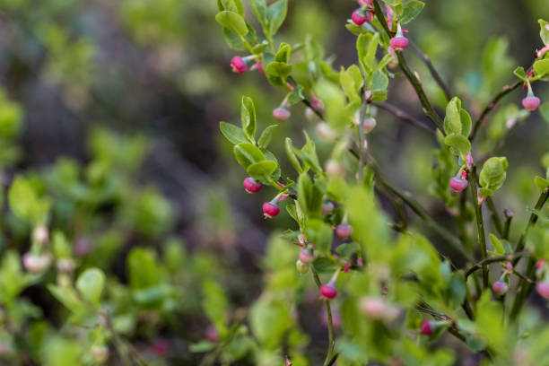 Bilberry flower buds at spring stock photo