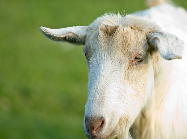 billy goat stock photo