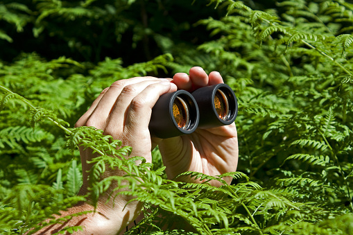 Binoculars In Hand From The Bushes Stock Photo - Download Image Now - iStock