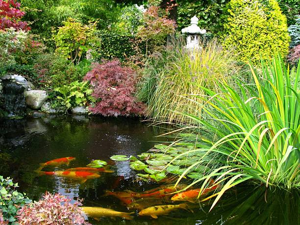 Imagen Del Estanque Con Peces Koi En Jardín Japonés Con Grandes Pescado