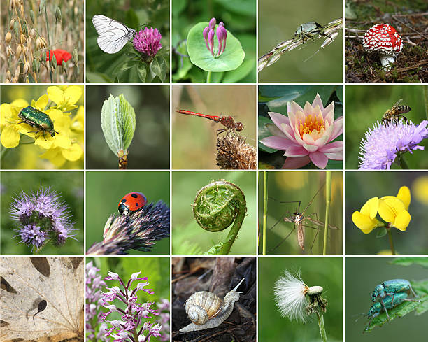 Biodiversity collage stock photo