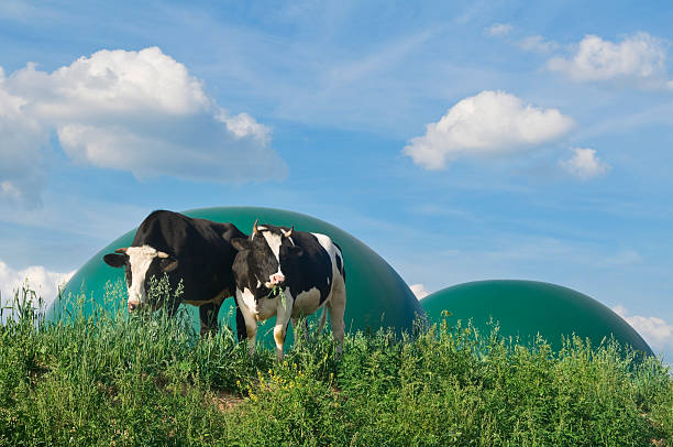 Biogas plant and two cows stock photo