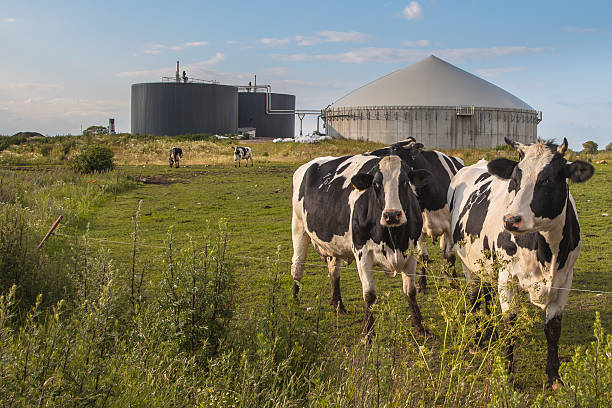 Biogas plant with Cows stock photo