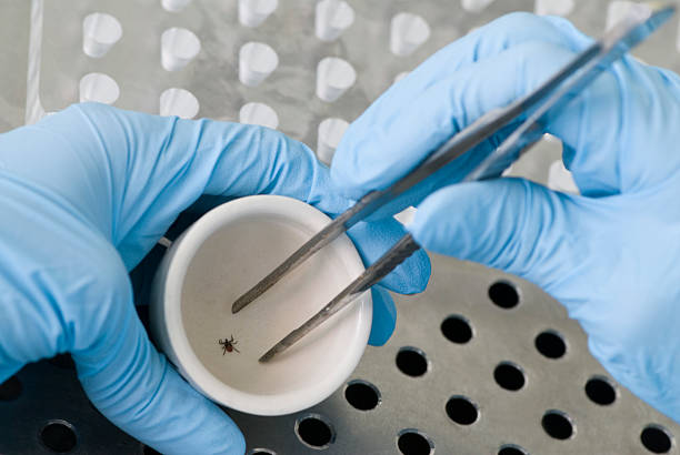 Biologist studies a tick in laboratory stock photo