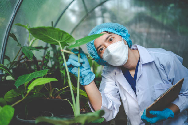 biology scientist working to research a growth plant in agriculture greenhouse, nature organic science technology or biotechnology in botany laboratory, people examining vegetable for food industry stock photo
