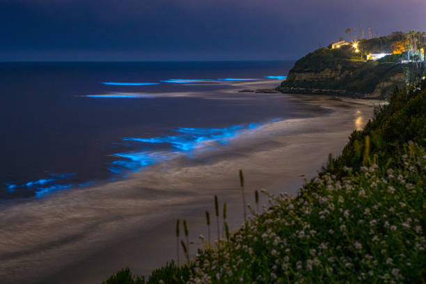Bioluminescence Coastline Cyan Bioluminescence on San Diego Coastline Beach at night at Swamis Beach in Encinitas, San Diego, California. bioluminescence stock pictures, royalty-free photos & images