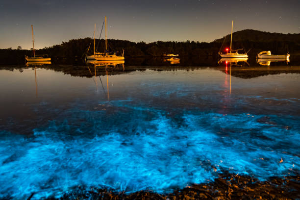 Bioluminescence glow in the bay nightscape with boats Bioluminescence blue glow from marine algae is activated when there is movement in the water at Woy Woy Waterfront on the Central Coast of NSW, Australia. bioluminescence stock pictures, royalty-free photos & images