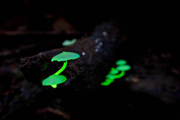 Bioluminescence Mushroom, Borneo Bioluminescence Mushroom found in the Kinabatangan area of Malaysian Borneo. bioluminescence stock pictures, royalty-free photos & images