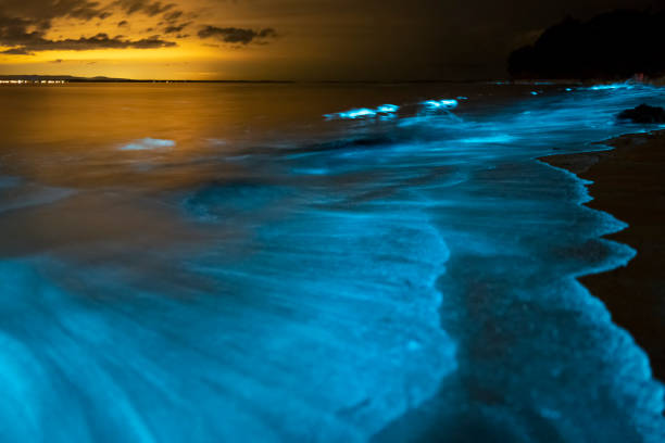 Bioluminescence Bioluminescence at night, Jervis Bay, Australia bioluminescence stock pictures, royalty-free photos & images