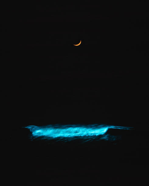 Bioluminescent night waves in San Diego, California at Black's Beach Bioluminescent night waves in San Diego, California at Black's Beach in San Diego, CA, United States bioluminescence stock pictures, royalty-free photos & images