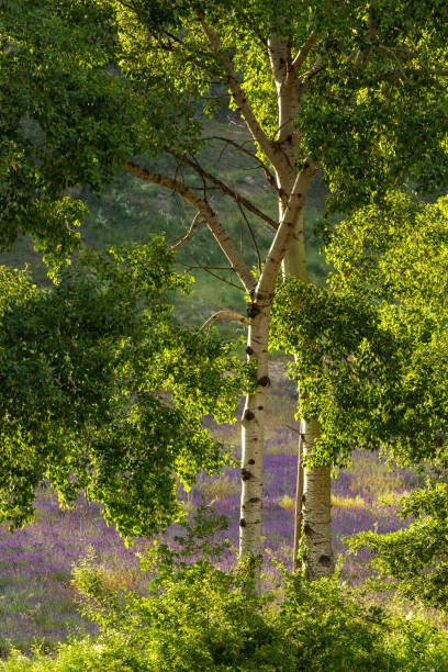 Birch and lavender stock photo