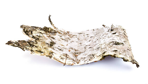 Birch bark stock photo