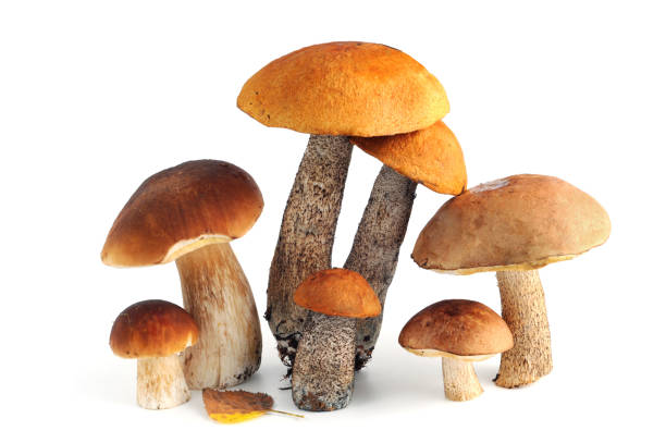 Birch bolete mushrooms, penny bun, red-capped scaber stalk and  on white isolated background stock photo