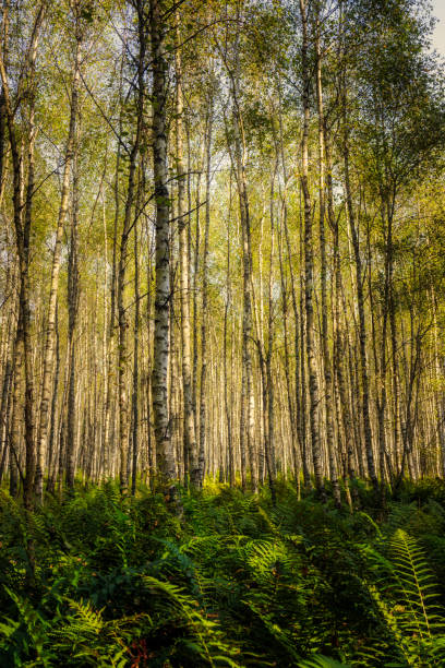 birch forest full of fern in autumn stock photo