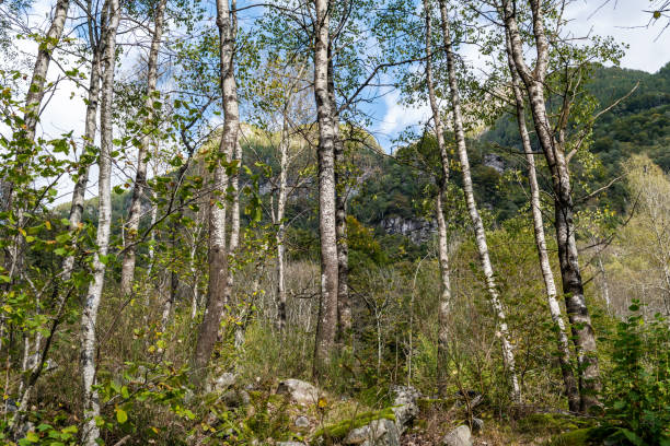 Birch forest with moss rock stock photo