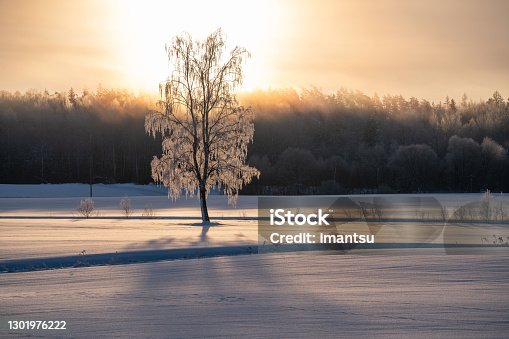 istock Birch in frost 1301976222
