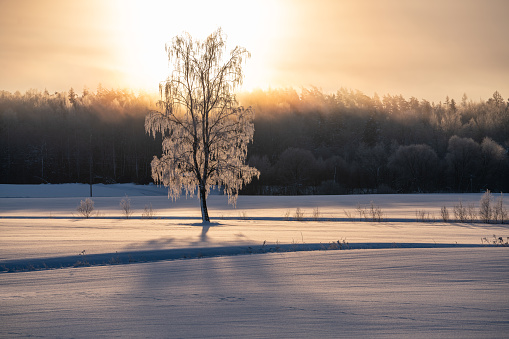 Wintry landscape with a birch tree and hoarfrost