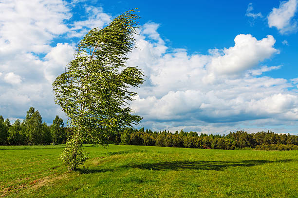 Birch torn by the wind under blue cloudy sky stock photo