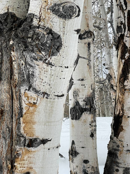 Birch Tree Background stock photo