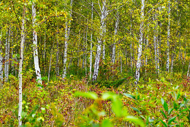 Birch Trees in Autumn Forest stock photo