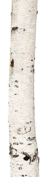 isolierte birch trunk - birken stock-fotos und bilder