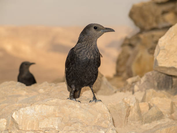 Bird at Masada in the desert of Israel stock photo