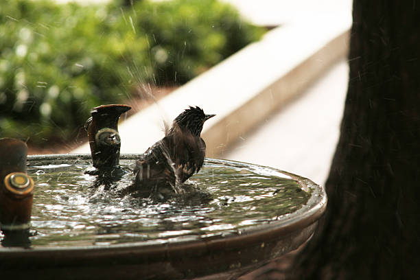 Bird Bathing in a Water Fountain stock photo
