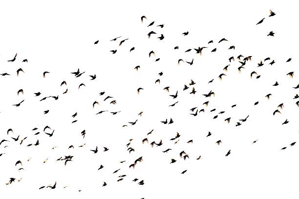 Bird cluster - isolated Bird cluster, isolated on white background flock of birds stock pictures, royalty-free photos & images
