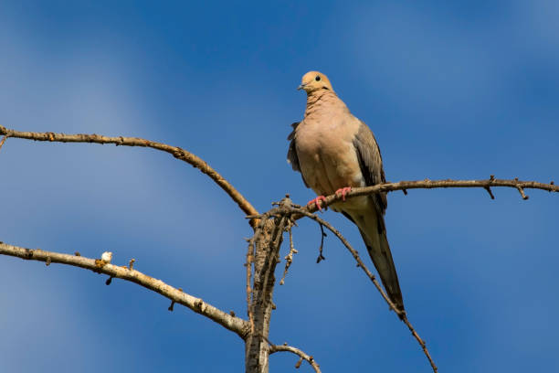 Bird dove on tree branch perch stock photo