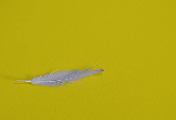 bird feather on yellow background bird feather on yellow background foamcore stock pictures, royalty-free photos & images