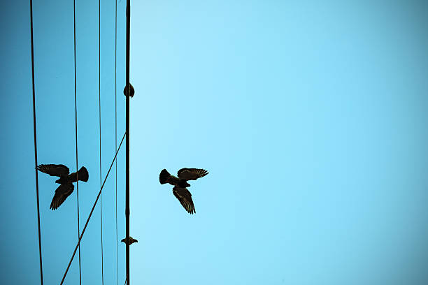Bird flying above modern office building stock photo